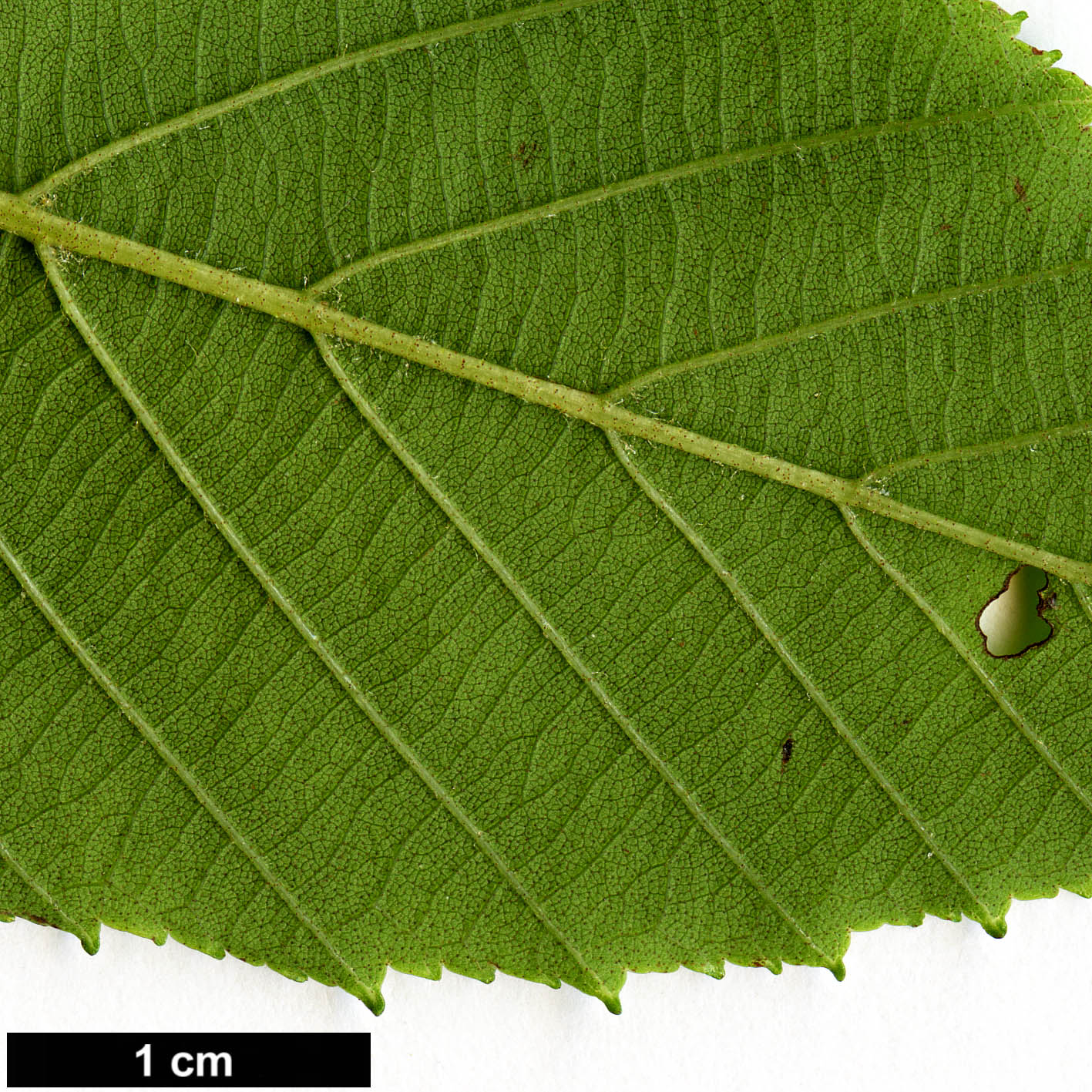 High resolution image: Family: Betulaceae - Genus: Alnus - Taxon: acuminata - SpeciesSub: subsp. glabrata